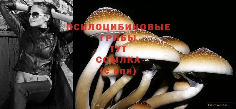 Галлюциногенные грибы Cubensis  Кондрово 